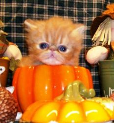 Persian Kittens Ready Now thru the Holidays!