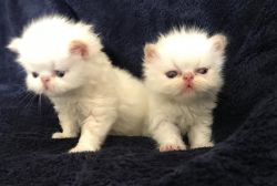 CFA Registered, gorgeous, silky Persian kitten