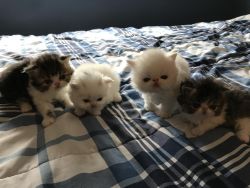Males and Females Persian kittens