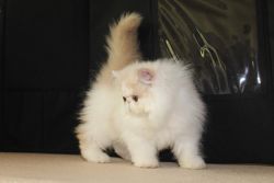 **white Bi-color Persian Kittens
