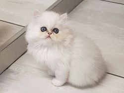Adorable Persian kittens for sale