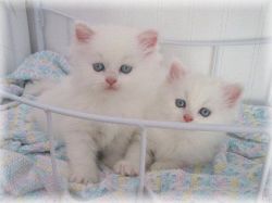 Glorious white Persian kittens
