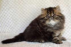 CFA Persian Tabby kittens