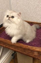 Cute lovely male and female Persian kittens available for sale