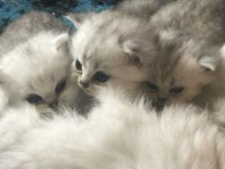 Beautiful Persian Kittens for sale