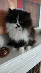 Adorable Tuxedo Female Persian Kitten
