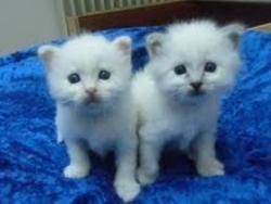 Cute White Persian female kitten for adoption