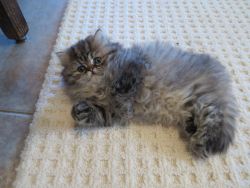 Adorable Persian Kitten ready now ONLY 1 LEFT