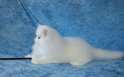 lovely persian kittens for sale