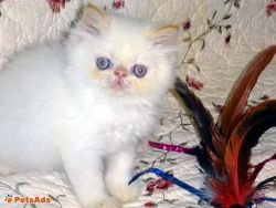 Playful Persian Kittens for Sale
