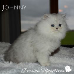 Persian Kitten Johnny