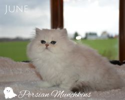 Persian Kitten June