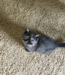 Gorgeous exotic shorthair Persian kitten