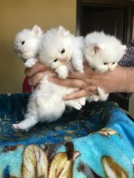Snowballs Persian kittens
