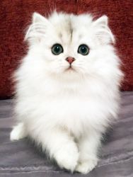 Shaded Silver Persian Male Kitten