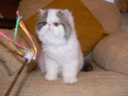 Full Pedigree Persian Kitten Available Now