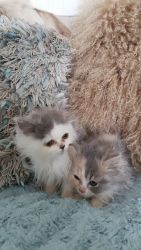 Stunning Doll Faced Persian Kittens