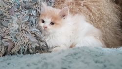 Full Pedigree Persian Kitten Available Now