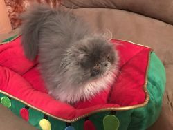 Sweet and playful blue -white Persian boy