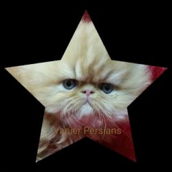 Persian Kittens for Sale - CFA Vanier Persians