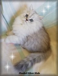 Persian Kittens, Shaded Golden & Shaded Silver
