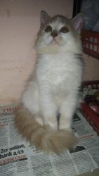 Persian female kitten 3 months bicolor for sale