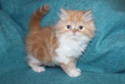 Persian Kitten Red Tabby Male