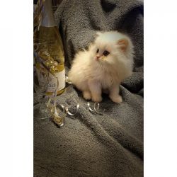9 week old cream and chanpagne persian kitten
