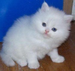 Stunning Persian Kitten For Re-homing