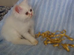 New! Elite Persian kitten from Europe. In excellent breed type.