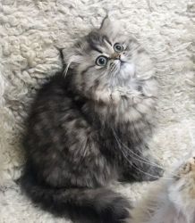 Beautiful proven Persian Kittens