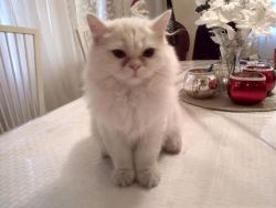 Persian kitten available..