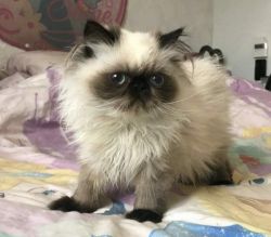 cfa registered persian kitten