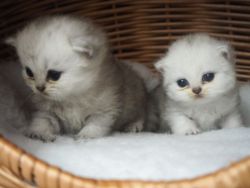 Charming Persian Kittens for sale