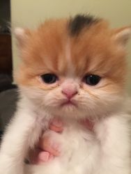 Persian Kitten Available