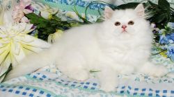 cfa registered cream & white persian kitten
