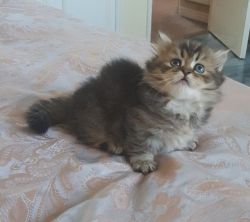 CFA persian kitten