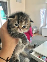 Beautiful Persian Kittens for sale