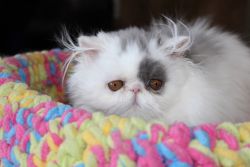Kitten Persian available