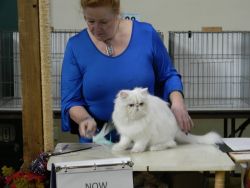 Persian Kittens CFA Champion sired or lines