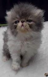 Persian Kittens For Sale 9-10 Weeks Old