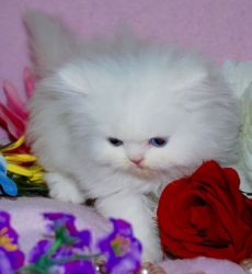 Beautiful Persian Blue Eyes Kittens