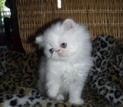 White PERSIAN female kitten! CFA!
