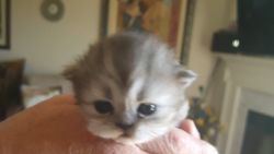Silver Smoke Persian Kitten