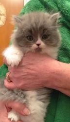 Adorable Persians for sale