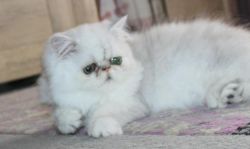 Fabulous Persian Kittens