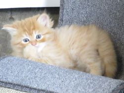 Persian/Ragdoll Orange Tabby Male kitten