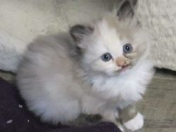 Persian/Ragdoll Female Mink Tortie and white kitten
