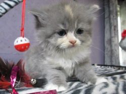 Persian/Ragdoll Blue-Cream Tortie female kitten