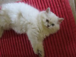 Dollface Persian female ready now~